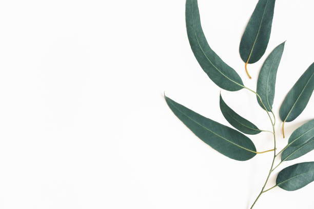 istock Eucalyptus leaves on white background. Flat lay, top view, copy space 1091716000