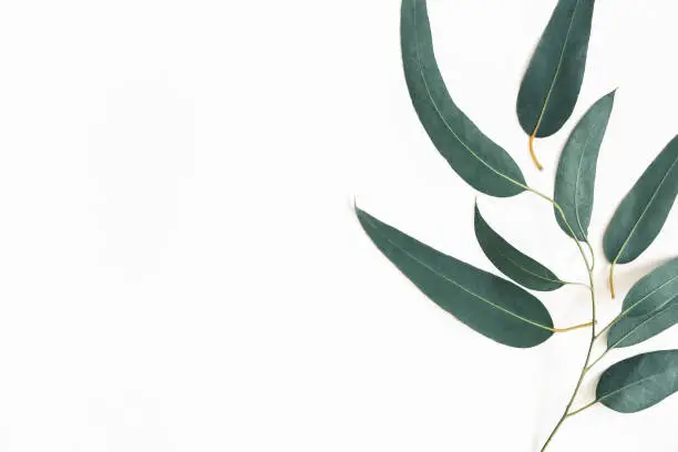 Photo of Eucalyptus leaves on white background. Flat lay, top view, copy space