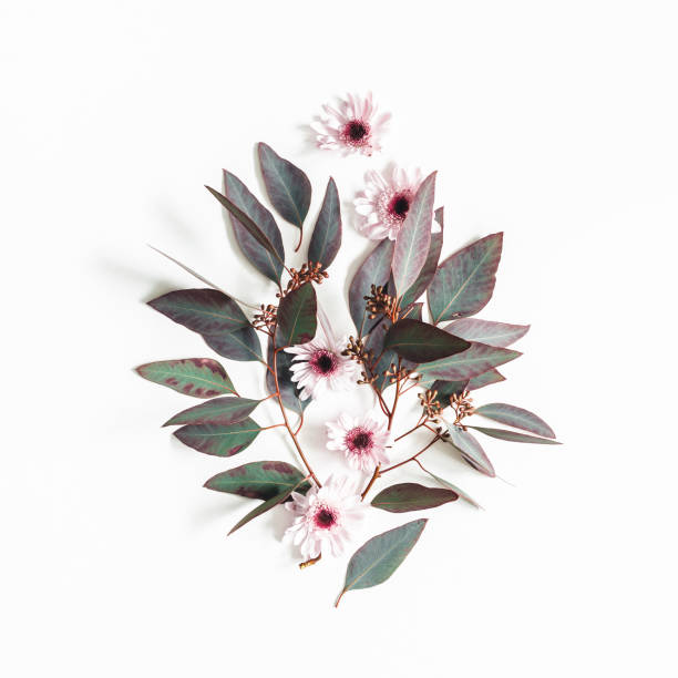 istock Flowers composition. Eucalyptus leaves and pink flowers on white background. Flat lay, top view, square 1091716064