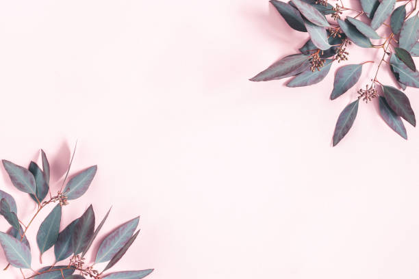 istock Eucalyptus leaves on pastel pink background. Flat lay, top view, copy space 1091716096
