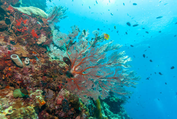 istock Coral garden in Caribbean 1091716348