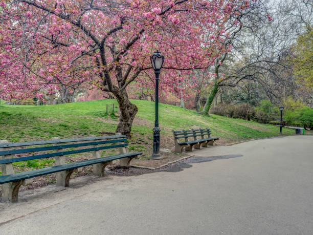 istock Central Park, New York City in spring 1091716740