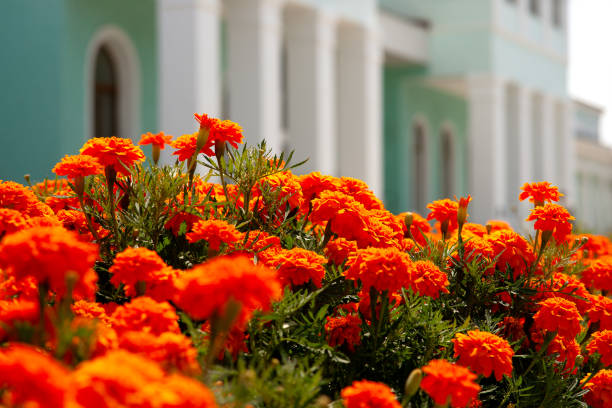 istock Orange flowers in the city. 1091716896