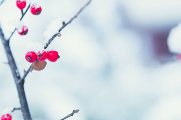 istock Red berries on frozen branches winter background 1091721096