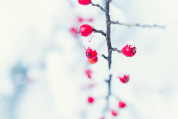 rote beere asche bedeckt mit frost winter szenenhintergrund - berry fruit fruit ash autumn stock-fotos und bilder