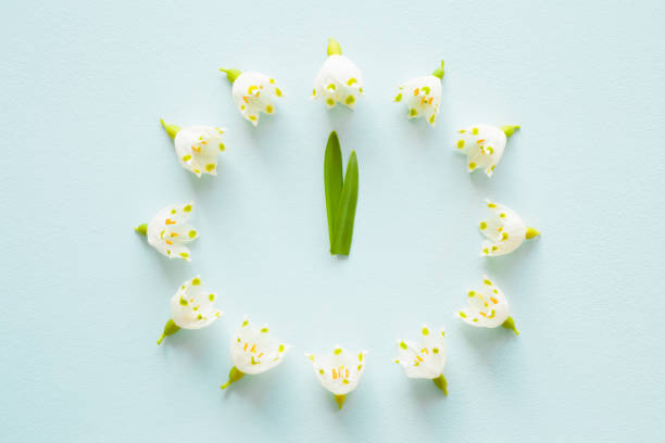 Flower clock created from fresh, beautiful, white snowdrops on pastel blue background. First messengers of spring. Time concept. Top view.