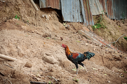 Rooster in Luang Prabang, the former capital of Laos