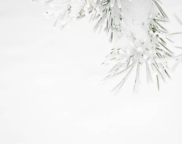 istock Branch of pine tree covered with snow 1091728228