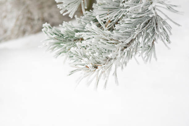istock Branch of pine tree covered with frost 1091728230