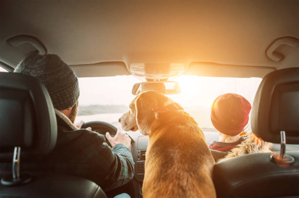 padre con figlio e cane beagle che viaggiano insieme con sedili posteriori auto grandangolari sparano - dog car travel pets foto e immagini stock