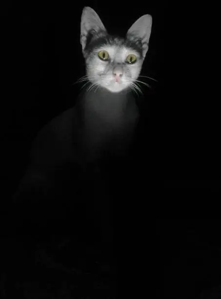 A cat is standing in the dark with its white face visible.