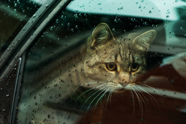 istock Beautiful cat in the car 1091729754