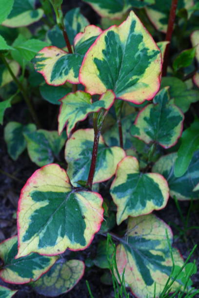 istock Hostas flowers close-up 1091731572