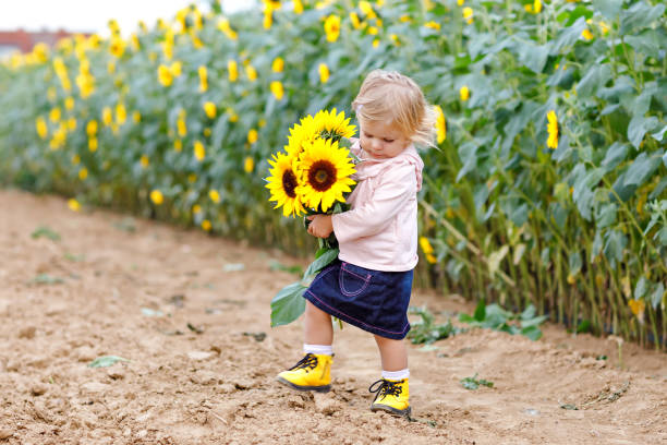 黄色の花とひまわり畑のかわいい愛らしい幼児女の子。ブロンドの毛を持つ美しい赤ん坊の子。幸せな健康的な小さな娘、笑顔で花束を保持しています。夏の日の屋外のポートレート。 - sunflower field flower yellow ストックフォトと画像