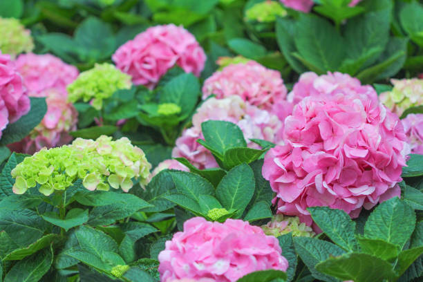 istock Pink hydrangea flowers in garden,Natural patterns background 1091732676