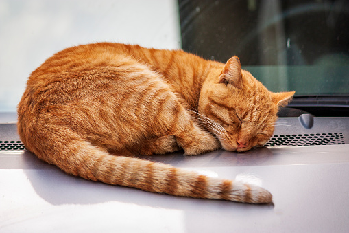 cute little red-orange - sleeping pussy.