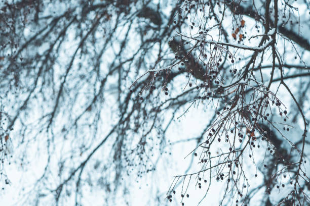 Treetop branches in winter snow, idyllic wintertime season scenery detail