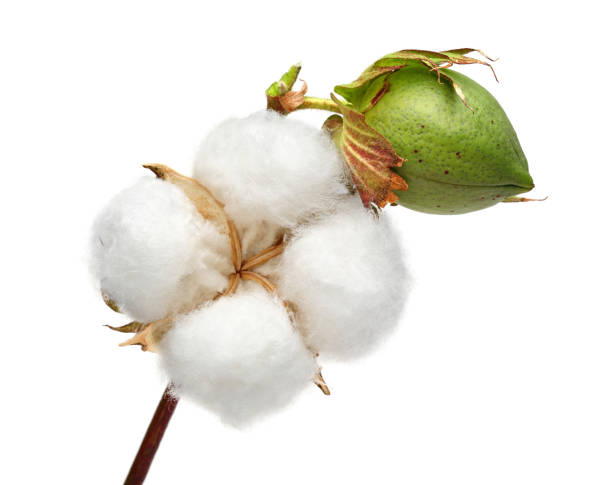 Cotton plant and green cotton boll Cotton plant and green cotton boll isolated on white background boll stock pictures, royalty-free photos & images