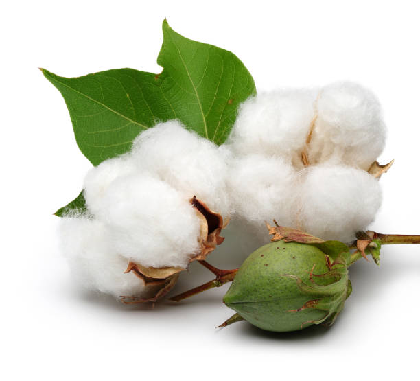 istock Cotton with leaves isolated on white background 1091734244