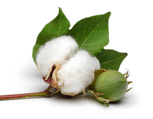 istock Cotton boll with leaves on white background 1091735720