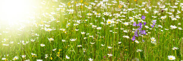 istock wide angle banner with blooming flowers in meadow 1091735778