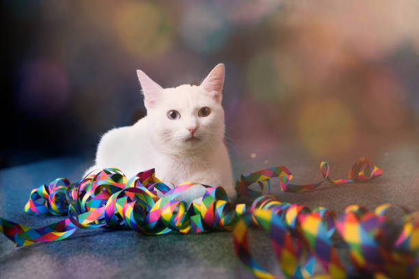 party cat stock photo