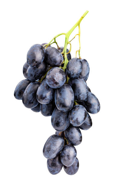 istock Branch of grapes isolated on white background 1091737202