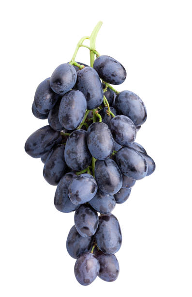 istock Branch of grapes isolated on white background 1091737208