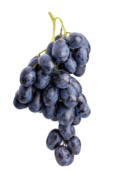 istock Branch of grapes isolated on white background 1091737272