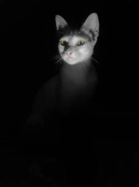 A white cat with only its face visible in the dark.