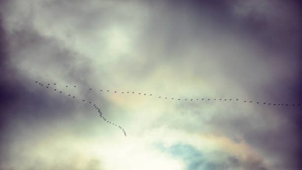 Group of wild goose in the cloudy sky stock photo