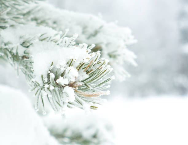 istock Branch of pine tree covered with snow 1091741080