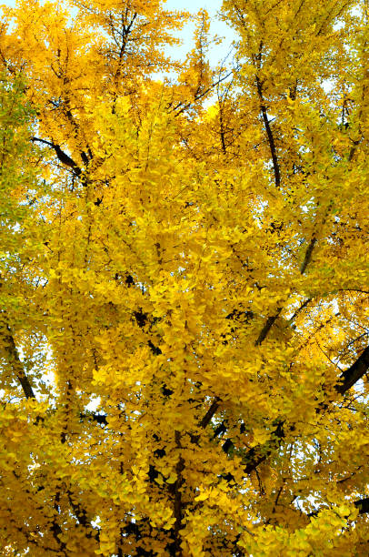 istock yellow ginkgo biloba tree during autumn season 1091742730