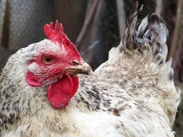 istock Hen in the chicken coop close up 1091743682