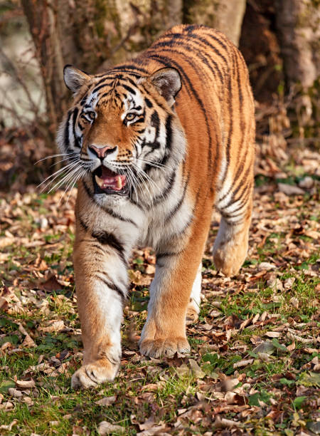 istock Tiger walking in autumn forest close-up 1091746704
