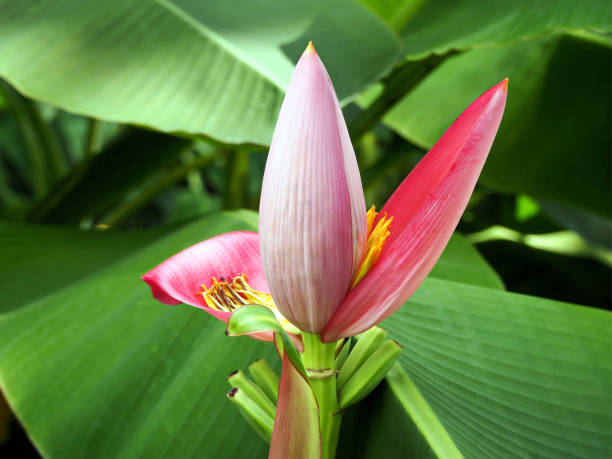 istock Exotic Pink Banana Flower 1091748546