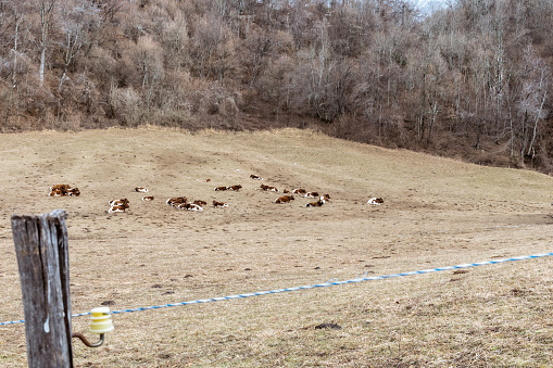 Idyllic Landscape of the Alpine Pasture with Cows in Winter
