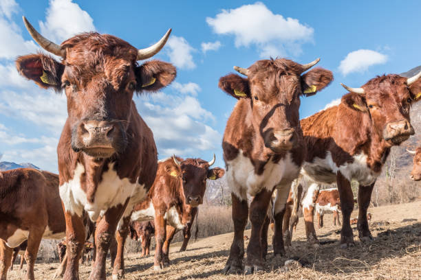 istock Curious Cows in Dry Sunny Winter Alpine Pasture 1091754172