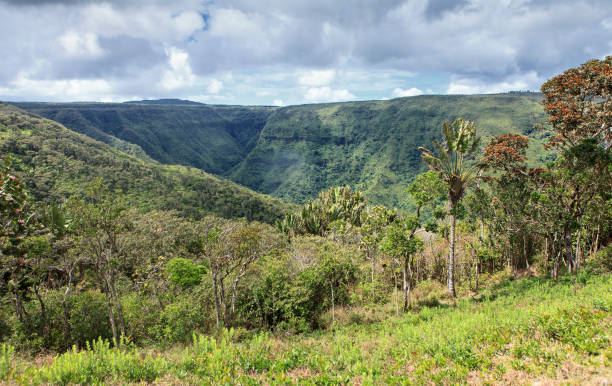 istock view on the jungle of mauritius island 1091754212