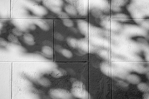 Black and White abstract background textuer of shadows leaf on a concrete wallBlack and White abstract background textuer of shadows leaf on a concrete wall