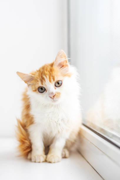 istock Funny white cat sitting on the window sill 1091760318