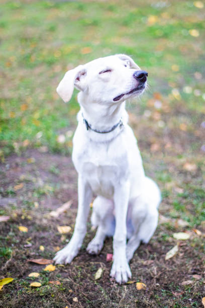 istock White smiling dog on red leaves background 1091760406