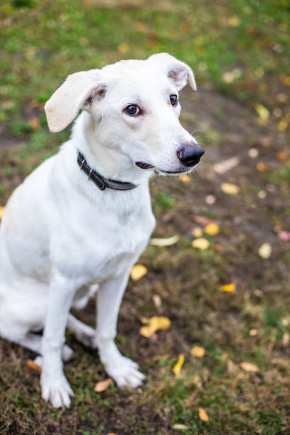 istock White smiling dog on red leaves background 1091760426