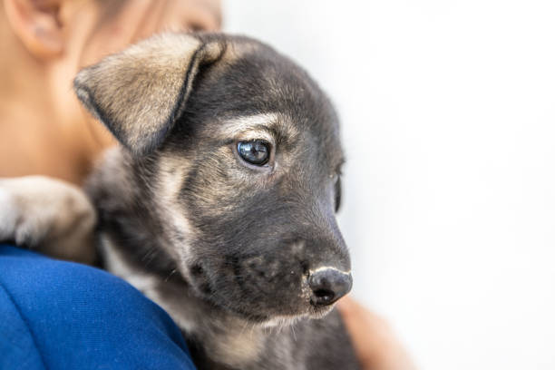 istock Small puppy in summer. Outdoors 1091760440