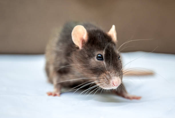 istock gray rat isolated on white background 1091760462