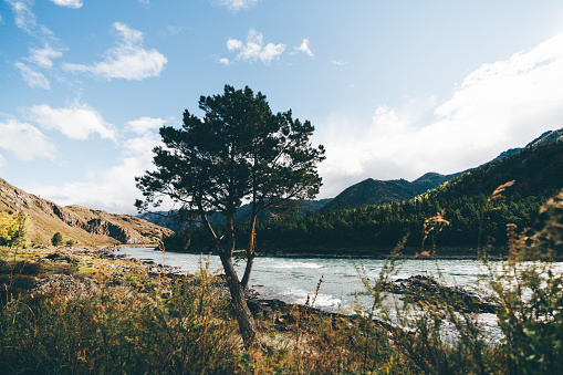 A close-up wide-angle shot of a single pine tree located on the rocky riverbank with the valley, hills overgrown with coniferous forest in the distance, native grasses in the foreground, Altai, Russia