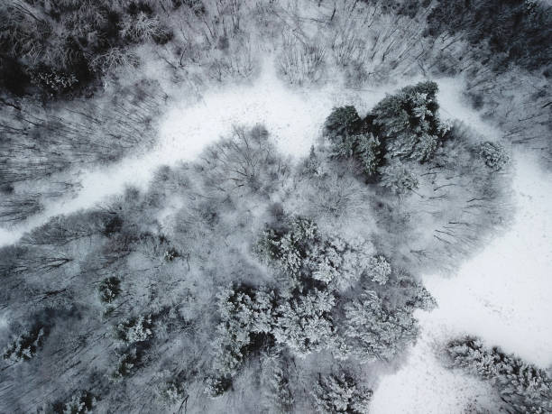 istock Top view of snow covered trees in the winter 1091761552
