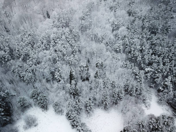 istock Top view of snow covered trees in the winter 1091761576