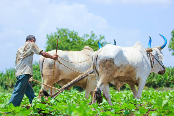 istock Young indian farmer at field 1091761674