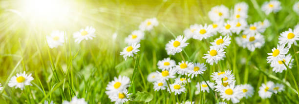 istock wide angle banner with blooming flowers in meadow 1091763426